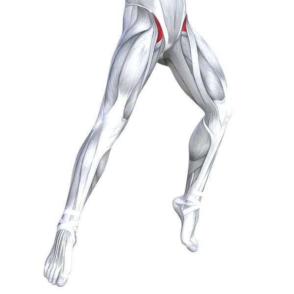 Koncepcja Pojęciowy Ilustracja Dopasowania Silnej Przedniej Górnej Nogi Ludzkiej Anatomii — Zdjęcie stockowe