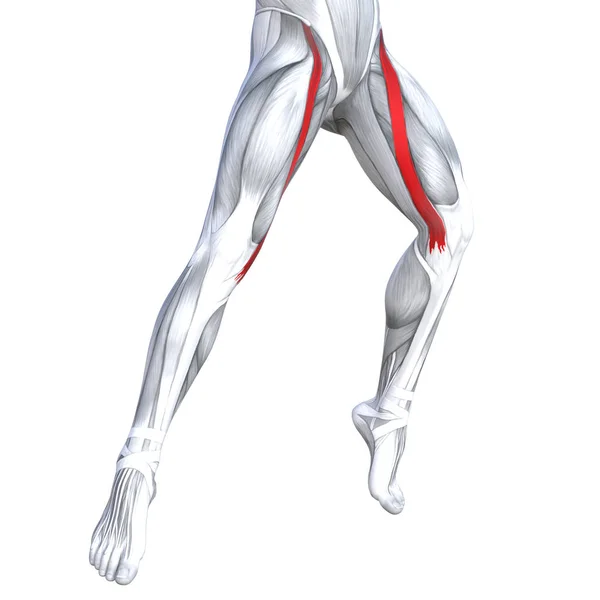 Concept Conceptuel Illustration Ajustement Forte Devant Les Jambes Anatomie Humaine — Photo