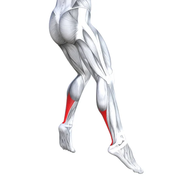概念概念3D 例证适合强的后面小腿人体解剖学 解剖肌肉隔绝白色背景为身体医疗健康肌腱脚和生物健身房健身肌肉系统 — 图库照片