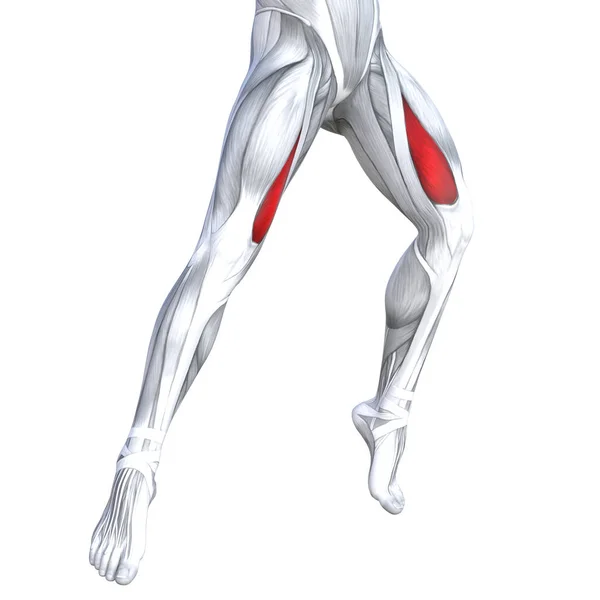 Conceito Conceitual Ilustração Encaixa Forte Frente Pernas Superiores Anatomia Humana — Fotografia de Stock