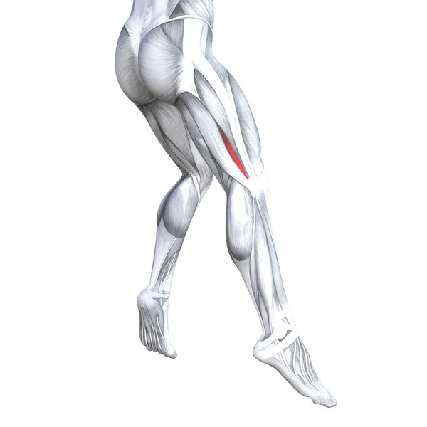 Concept Conceptuel Illustration Ajustement Dos Fort Jambes Anatomie Humaine Muscles — Photo