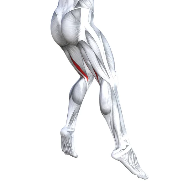 Concept Conceptuel Illustration Ajustement Jambe Forte Anatomie Humaine Muscles Anatomiques — Photo