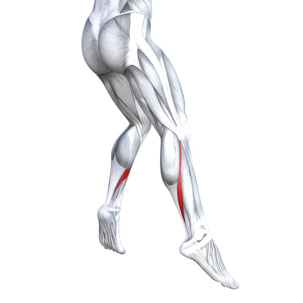 概念概念3D 例证适合强壮的腿人体解剖学 解剖肌肉隔绝白色背景为身体医疗健康肌腱脚和生物健身房健身肌肉系统 — 图库照片