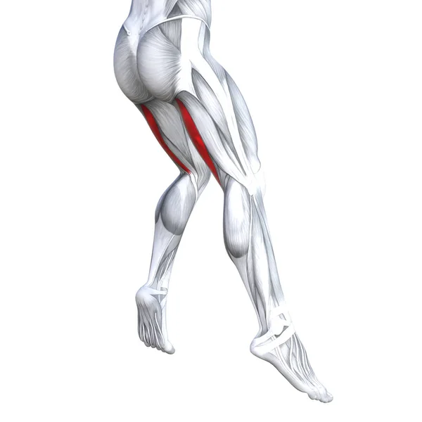 Concept Conceptuel Illustration Ajustement Jambe Forte Anatomie Humaine Muscles Anatomiques — Photo