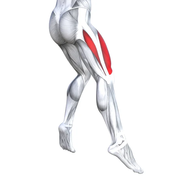 Koncepcyjne Ilustracja Koncepcja Fit Silne Nogi Ludzkiej Anatomii Anatomiczna Mięśni — Zdjęcie stockowe