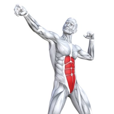 Kavram kavramsal 3d çizim göğüs uygun güçlü insan anatomisi veya anatomik ve jimnastik salonu kas vücut sağlığı tendonlar, abs, biyolojik, fitness tıp kas sistemi ile izole, beyaz arka planı