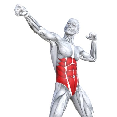 Kavram kavramsal 3d çizim göğüs uygun güçlü insan anatomisi veya anatomik ve jimnastik salonu kas vücut sağlığı tendonlar, abs, biyolojik, fitness tıp kas sistemi ile izole, beyaz arka planı