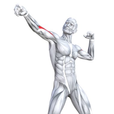 Kavram kavramsal 3d çizim göğüs uygun güçlü insan anatomisi veya anatomik ve jimnastik salonu kas vücut sağlığı tendonlar, abs, biyolojik, fitness tıp kas sistemi ile izole, beyaz arka planı