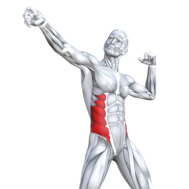 Kavram kavramsal 3d çizim göğüs uygun güçlü insan anatomisi veya anatomik ve jimnastik salonu kas vücut sağlığı tendonlar, abs, biyolojik, fitness tıp kas sistemi ile izole, beyaz arka planı