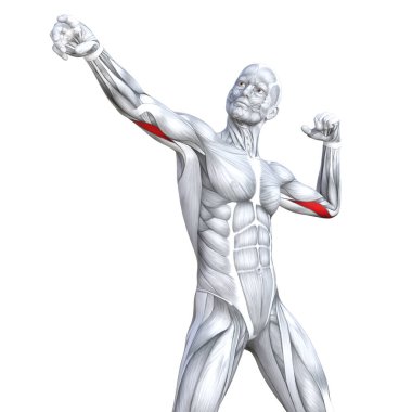 Kavram kavramsal 3d çizim göğüs uygun güçlü insan anatomisi veya anatomik ve jimnastik salonu kas vücut sağlığı tendonlar, abs, biyolojik, fitness tıp kas sistemi ile izole, beyaz arka planı