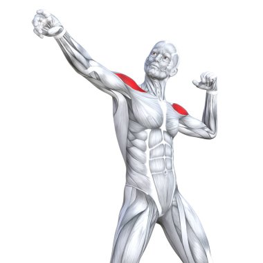 Kavram kavramsal 3d çizim göğüs uygun güçlü insan anatomisi veya anatomik ve jimnastik salonu kas vücut sağlığı tendonlar, abs, biyolojik, fitness tıp kas sistemi ile izole, beyaz arka planı