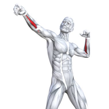 Kavram kavramsal 3d çizim göğüs uygun güçlü insan anatomisi veya anatomik ve jimnastik salonu kas vücut sağlığı tendonlar, abs, biyolojik, fitness tıp kas sistemi ile izole, beyaz arka planı