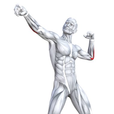 Kavram kavramsal 3d çizim göğüs uygun güçlü insan anatomisi veya anatomik ve jimnastik salonu kas vücut sağlığı tendonlar, abs, biyolojik, fitness tıp kas sistemi ile izole, beyaz arka planı
