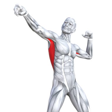 Kavram kavramsal 3d çizim göğüs uygun güçlü insan anatomisi veya anatomik ve jimnastik salonu kas vücut sağlığı tendonlar, abs, biyolojik, fitness tıp kas sistemi ile izole, beyaz arka planı