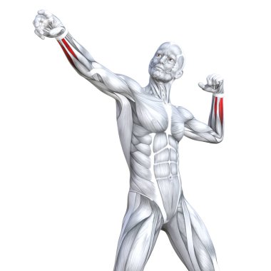 Kavram kavramsal 3d çizim göğüs uygun güçlü insan anatomisi veya anatomik ve jimnastik salonu kas vücut sağlığı tendonlar, abs, biyolojik, fitness tıp kas sistemi ile izole, beyaz arka planı