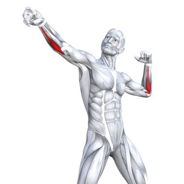 Kavram kavramsal 3d çizim göğüs uygun güçlü insan anatomisi veya anatomik ve jimnastik salonu kas vücut sağlığı tendonlar, abs, biyolojik, fitness tıp kas sistemi ile izole, beyaz arka planı