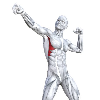Kavram kavramsal 3d çizim göğüs uygun güçlü insan anatomisi veya anatomik ve jimnastik salonu kas vücut sağlığı tendonlar, abs, biyolojik, fitness tıp kas sistemi ile izole, beyaz arka planı