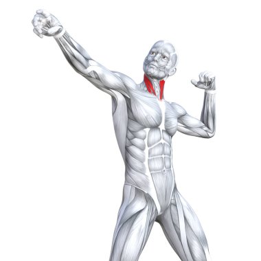 Kavram kavramsal 3d çizim göğüs uygun güçlü insan anatomisi veya anatomik ve jimnastik salonu kas vücut sağlığı tendonlar, abs, biyolojik, fitness tıp kas sistemi ile izole, beyaz arka planı