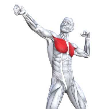 Kavram kavramsal 3d çizim göğüs uygun güçlü insan anatomisi veya anatomik ve jimnastik salonu kas vücut sağlığı tendonlar, abs, biyolojik, fitness tıp kas sistemi ile izole, beyaz arka planı