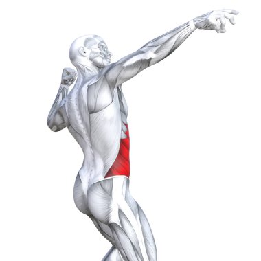 Kavram kavramsal 3d resimde arka güçlü insan anatomisi uygun veya anatomik ve jimnastik salonu kas vücut sağlığı ile biyolojik tendonlar, omurga, fitness tıp kas sistemi için izole, beyaz arka plan