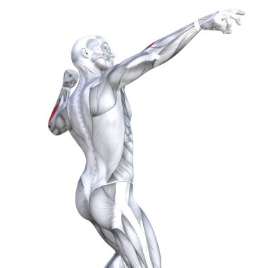 Kavram kavramsal 3d resimde arka güçlü insan anatomisi uygun veya anatomik ve jimnastik salonu kas vücut sağlığı ile biyolojik tendonlar, omurga, fitness tıp kas sistemi için izole, beyaz arka plan