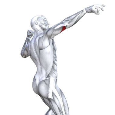 Güçlü insan anatomisi anatomik ve jimnastik salonu kas vücut sağlığı ile biyolojik tendonlar, omurga, fitness tıp kas sistemi için beyaz arka plan izole, kavramı kavramsal 3d çizim triceps uygun