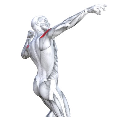 Kavram kavramsal 3d resimde arka güçlü insan anatomisi uygun veya anatomik ve jimnastik salonu kas vücut sağlığı ile biyolojik tendonlar, omurga, fitness tıp kas sistemi için izole, beyaz arka plan