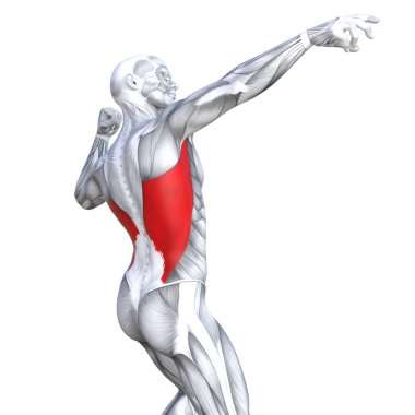 Kavram kavramsal 3d resimde arka güçlü insan anatomisi uygun veya anatomik ve jimnastik salonu kas vücut sağlığı ile biyolojik tendonlar, omurga, fitness tıp kas sistemi için izole, beyaz arka plan