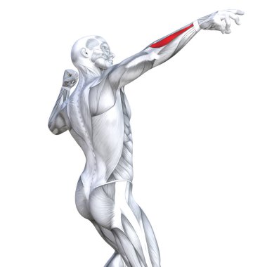 Kavram kavramsal 3d resimde arka güçlü insan anatomisi uygun veya anatomik ve jimnastik salonu kas vücut sağlığı ile biyolojik tendonlar, omurga, fitness tıp kas sistemi için izole, beyaz arka plan