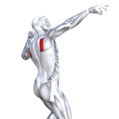 Kavram kavramsal 3d resimde arka güçlü insan anatomisi uygun veya anatomik ve jimnastik salonu kas vücut sağlığı ile biyolojik tendonlar, omurga, fitness tıp kas sistemi için izole, beyaz arka plan