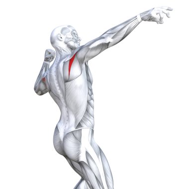 Kavram kavramsal 3d resimde arka güçlü insan anatomisi uygun veya anatomik ve jimnastik salonu kas vücut sağlığı ile biyolojik tendonlar, omurga, fitness tıp kas sistemi için izole, beyaz arka plan