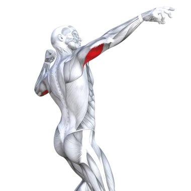 Güçlü insan anatomisi anatomik ve jimnastik salonu kas vücut sağlığı ile biyolojik tendonlar, omurga, fitness tıp kas sistemi için beyaz arka plan izole, kavramı kavramsal 3d çizim triceps uygun