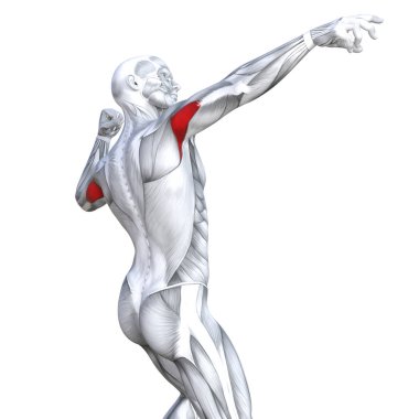 Güçlü insan anatomisi anatomik ve jimnastik salonu kas vücut sağlığı ile biyolojik tendonlar, omurga, fitness tıp kas sistemi için beyaz arka plan izole, kavramı kavramsal 3d çizim triceps uygun