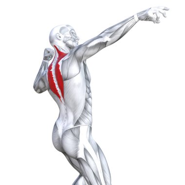 Kavram kavramsal 3d resimde arka güçlü insan anatomisi uygun veya anatomik ve jimnastik salonu kas vücut sağlığı ile biyolojik tendonlar, omurga, fitness tıp kas sistemi için izole, beyaz arka plan