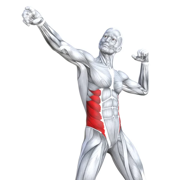 Концепция Концептуальной Иллюстрации Грудь Подходит Сильной Анатомии Человека Анатомической Тренажерный — стоковое фото
