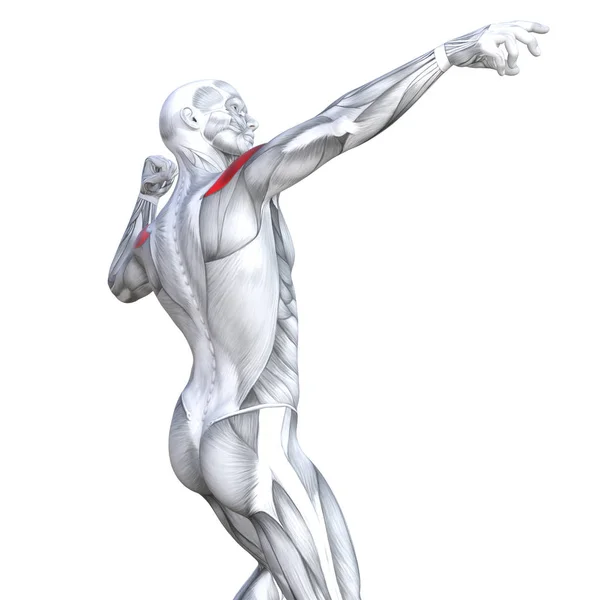 Concept Conceptual Illustration Back Fit Strong Human Anatomy Anatomical Gym — Stock Photo, Image