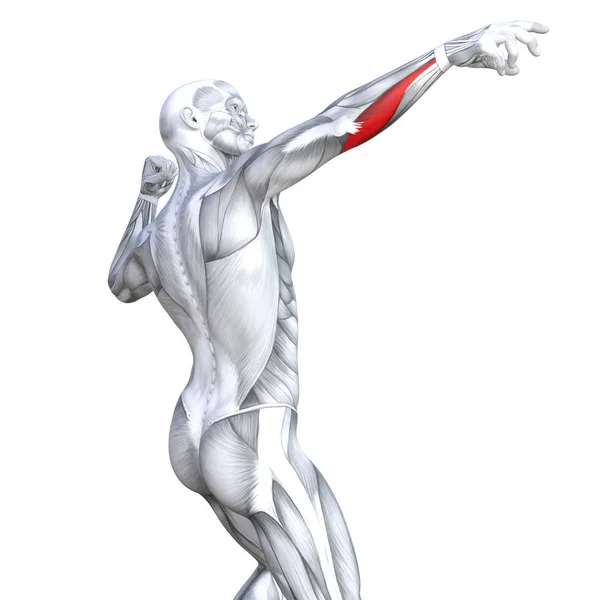 Concept Conceptual Illustration Back Fit Strong Human Anatomy Anatomical Gym — Stock Photo, Image