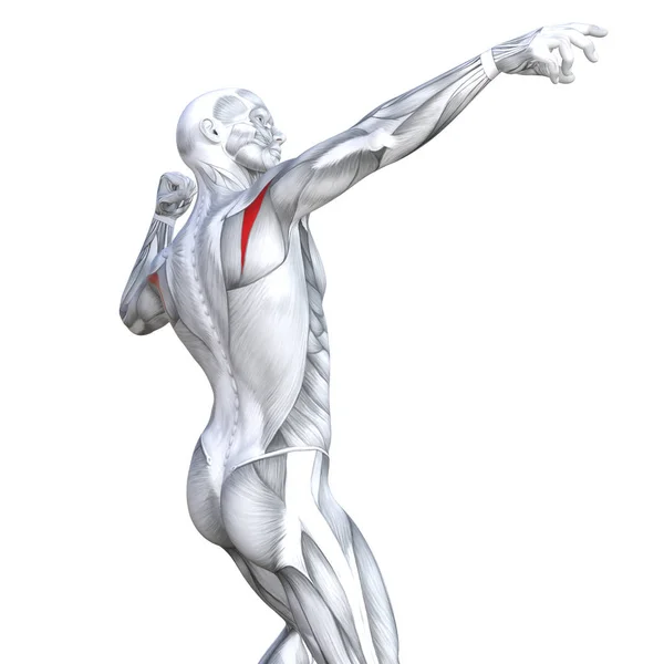 概念概念3D 例证后面适合强的人体解剖学或解剖和健身房肌肉隔绝 白色背景为身体健康与生物肌腱 健身医疗肌肉系统 — 图库照片