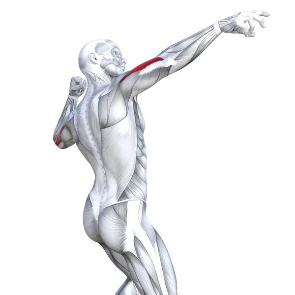 Concepto Conceptual Ilustración Tríceps Ajuste Fuerte Anatomía Humana Anatómica Músculo —  Fotos de Stock