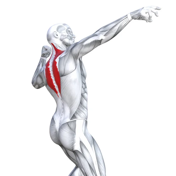 概念概念3D 例证后面适合强的人体解剖学或解剖和健身房肌肉隔绝 白色背景为身体健康与生物肌腱 健身医疗肌肉系统 — 图库照片