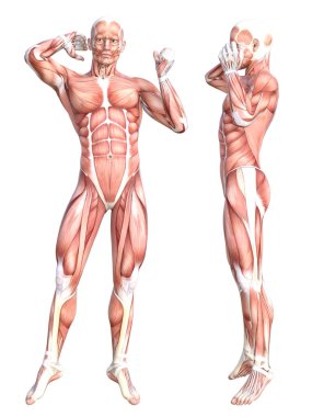 Kavramsal anatomi sağlıklı derisiz insan vücut kası seti. Eğitim için poz veren atletik genç bir adam, fitness sporu, beyaz arka planda izole edilmiş tıp. Biyoloji bilimi 3 boyutlu illüstrasyon
