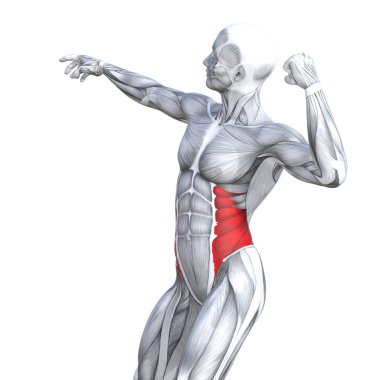 Kavram kavramsal 3d çizim göğüs uygun güçlü insan anatomisi veya anatomik ve jimnastik salonu kas vücut sağlığı tendonlar, abs, biyolojik, fitness tıp kas sistemi ile izole, beyaz arka planı