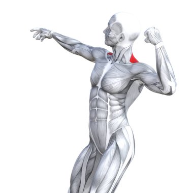 Kavram kavramsal 3d çizim göğüs uygun güçlü insan anatomisi veya anatomik ve jimnastik salonu kas vücut sağlığı tendonlar, abs, biyolojik, fitness tıp kas sistemi ile izole, beyaz arka planı