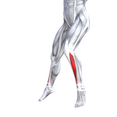 Kavram kavramsal 3d çizim uygun güçlü açık alt bacak insan anatomisi, anatomik kas izole beyaz arka plan vücut tıbbi sağlık tendon ayak ve biyolojik spor salonu fitness kas sistemi için