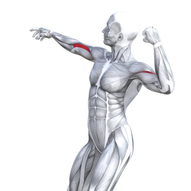 Kavram kavramsal 3d çizim göğüs uygun güçlü insan anatomisi veya anatomik ve jimnastik salonu kas vücut sağlığı tendonlar, abs, biyolojik, fitness tıp kas sistemi ile izole, beyaz arka planı