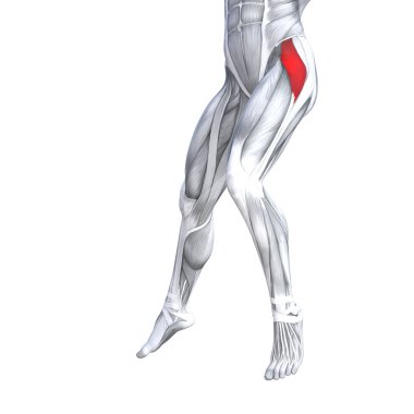 Kavram kavramsal 3d çizim uygun güçlü ön üst bacak insan anatomisi, anatomik kas izole beyaz arka plan vücut tıbbi sağlık tendon ayak ve biyolojik spor salonu fitness kas sistemi için