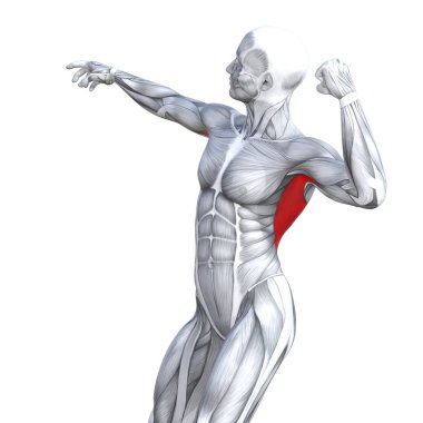 Kavram kavramsal 3d çizim göğüs uygun güçlü insan anatomisi veya anatomik ve jimnastik salonu kas vücut sağlığı tendonlar, abs, biyolojik, fitness tıp kas sistemi ile izole, beyaz arka planı