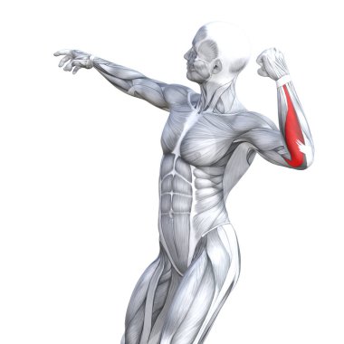 Kavram kavramsal 3d çizim göğüs uygun güçlü insan anatomisi veya anatomik ve jimnastik salonu kas vücut sağlığı tendonlar, abs, biyolojik, fitness tıp kas sistemi ile izole, beyaz arka planı