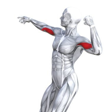 Kavram kavramsal 3d çizim göğüs uygun güçlü insan anatomisi veya anatomik ve jimnastik salonu kas vücut sağlığı tendonlar, abs, biyolojik, fitness tıp kas sistemi ile izole, beyaz arka planı
