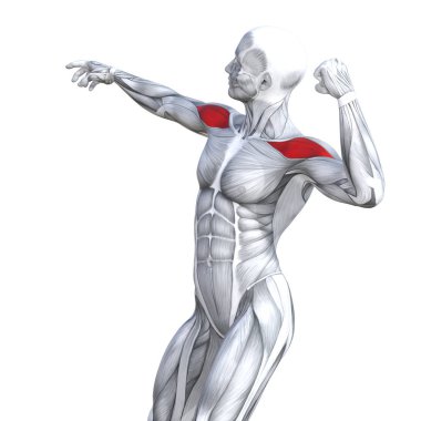 Kavram kavramsal 3d çizim göğüs uygun güçlü insan anatomisi veya anatomik ve jimnastik salonu kas vücut sağlığı tendonlar, abs, biyolojik, fitness tıp kas sistemi ile izole, beyaz arka planı